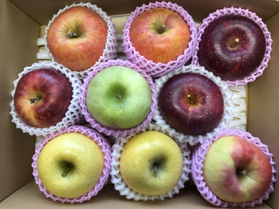 ５品種BOX    2025年ver.