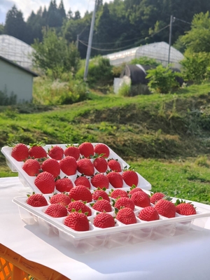 夏のしずく1箱(18粒×2p)