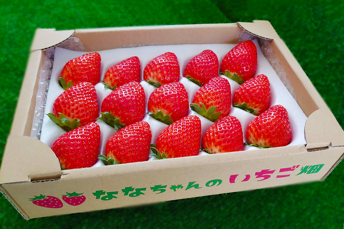 ななつぼし　1パック 完売しました🙇‍♂️】【贈答用】ななちゃんのいちご 1パック【よつぼ