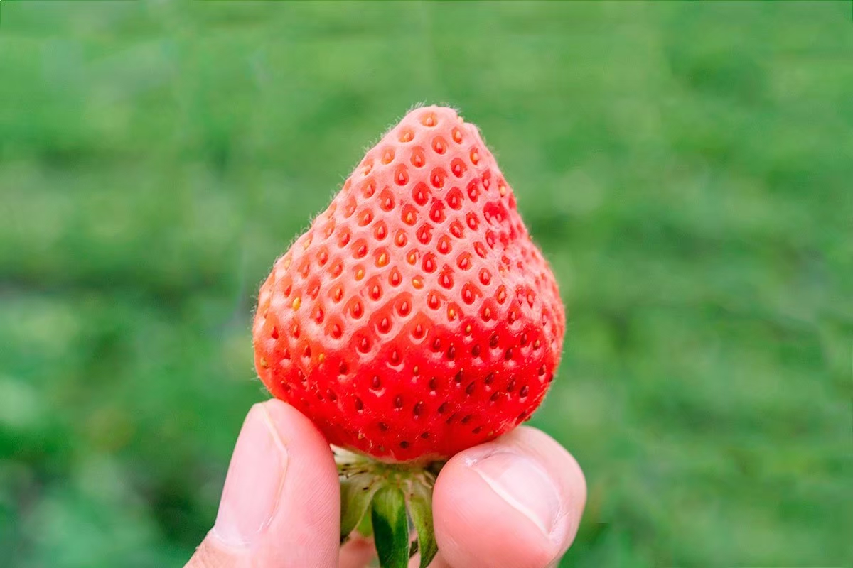 完売しました🙇‍♂️】【贈答用】ななちゃんのいちご 1パック【よつぼ