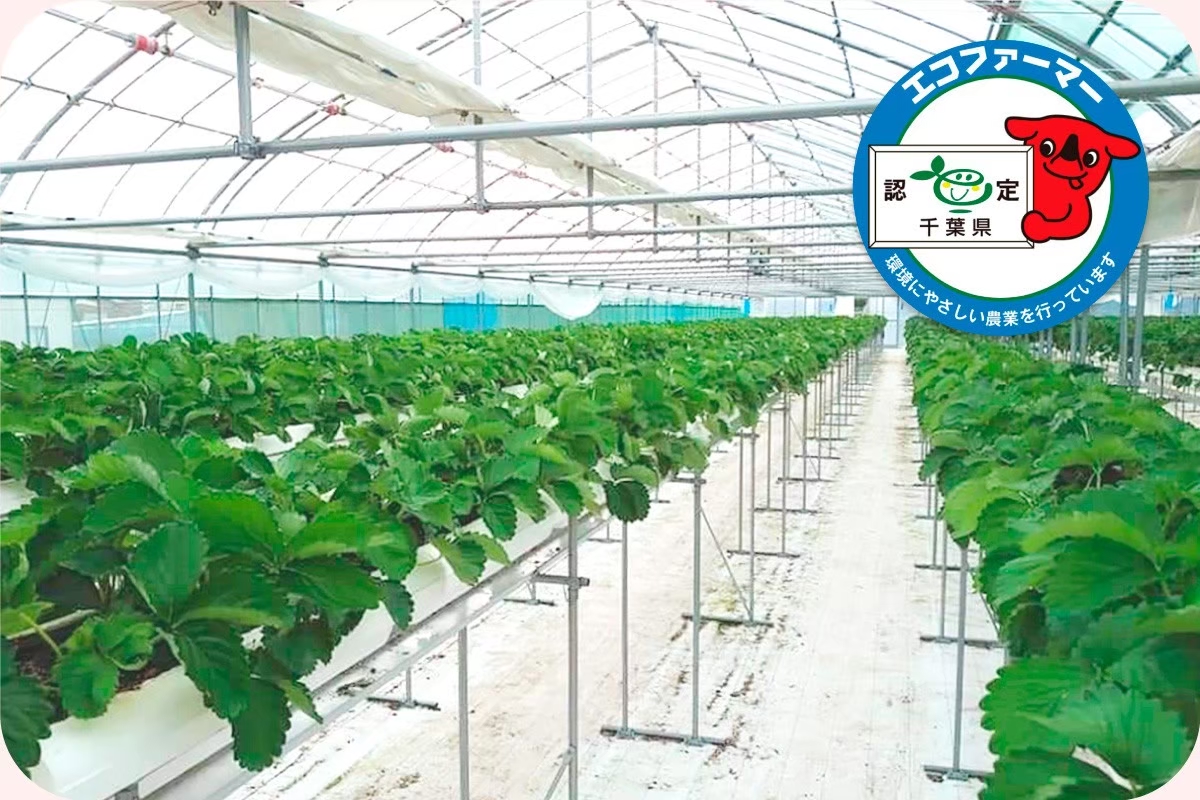 ななつぼし　1パック 完売しました🙇‍♂️】【贈答用】ななちゃんのいちご 1パック【よつぼ