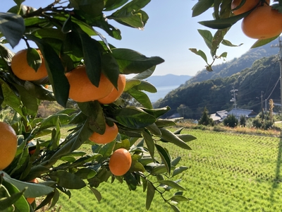 『数量限定』早生みかん　５kg