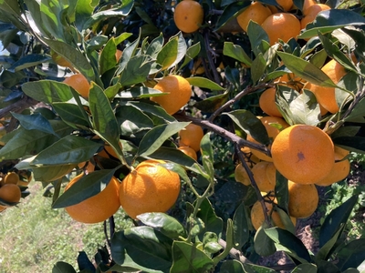 『数量限定』早生みかん　10kg