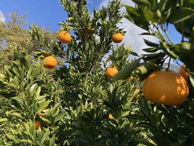 太田ポンカン　２kg