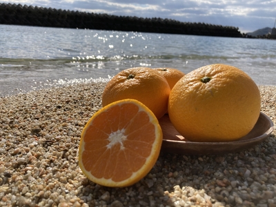 『数量限定』早出しせとみ10kg    送料込み