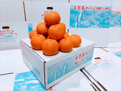 ぽんかん　特選5ｋｇ　送料別