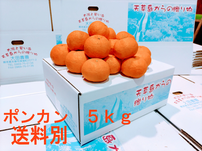 ぽんかん　5ｋｇ