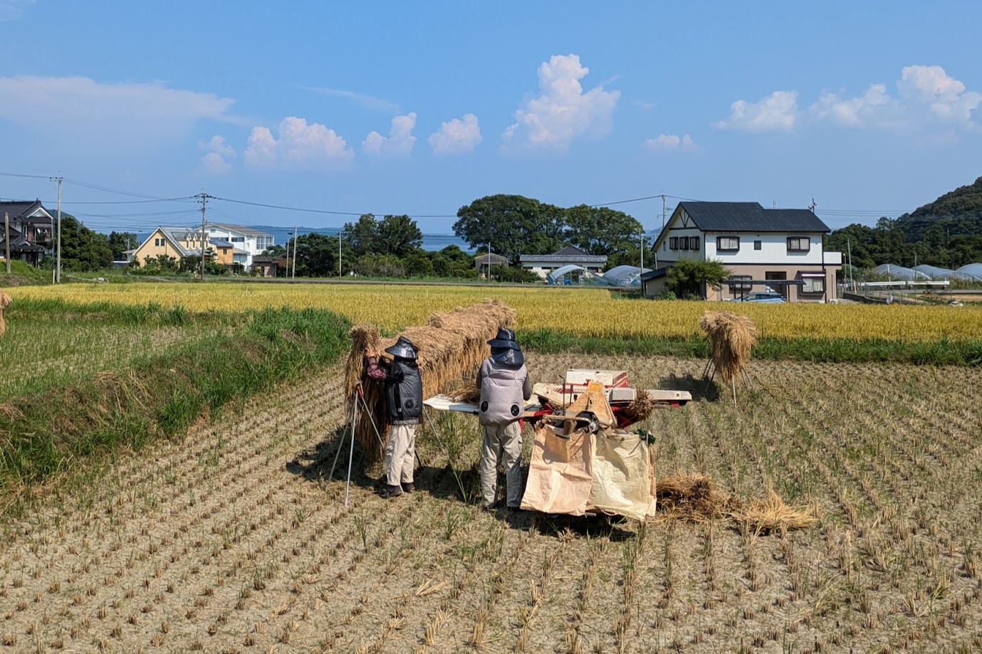 あまくさ晩柑です