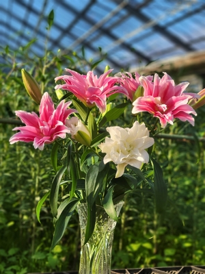 自動更新】blij！ユリと暮らす定期便 | 百合の滝沢 オンライン