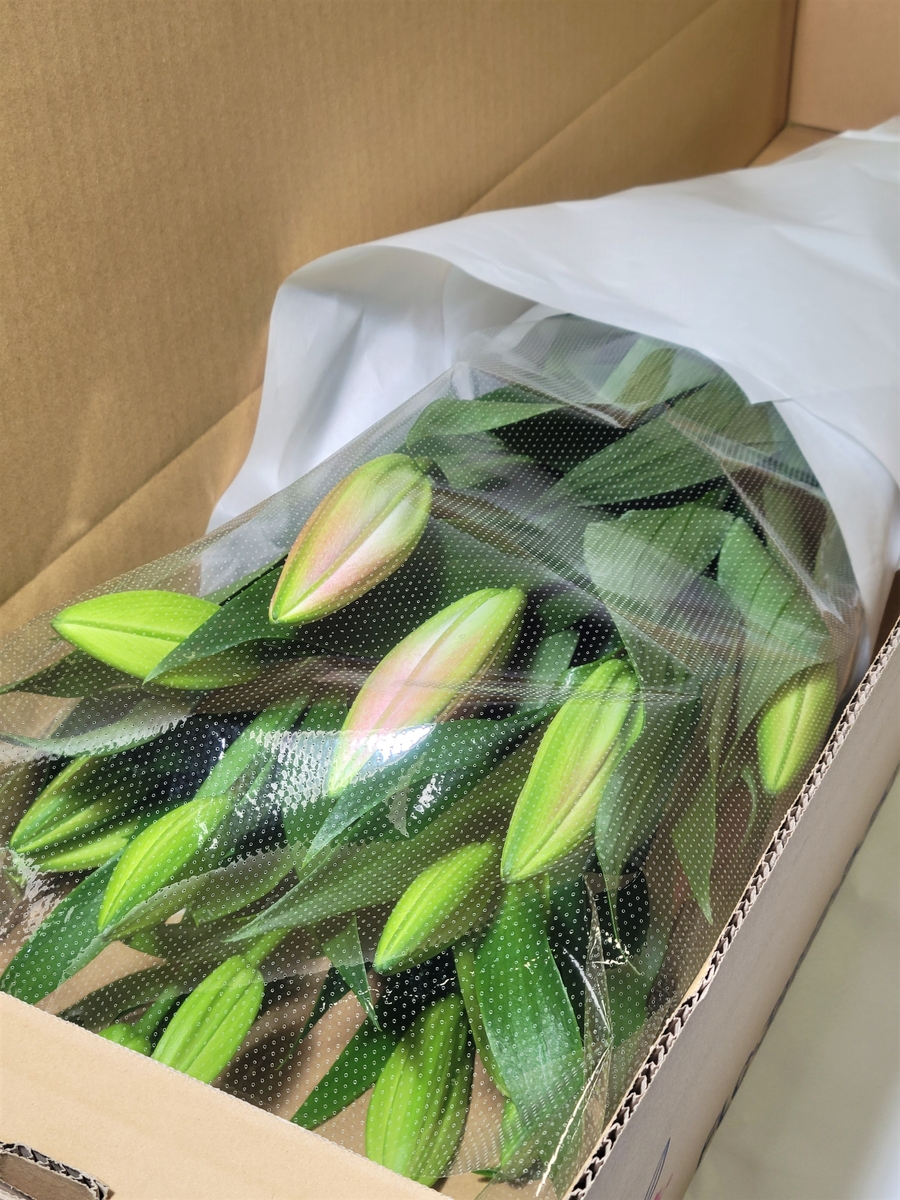 ユリ オリエンタル × 八重咲きユリ MIX6本|ユリギフト|百合の滝沢 | 百合の