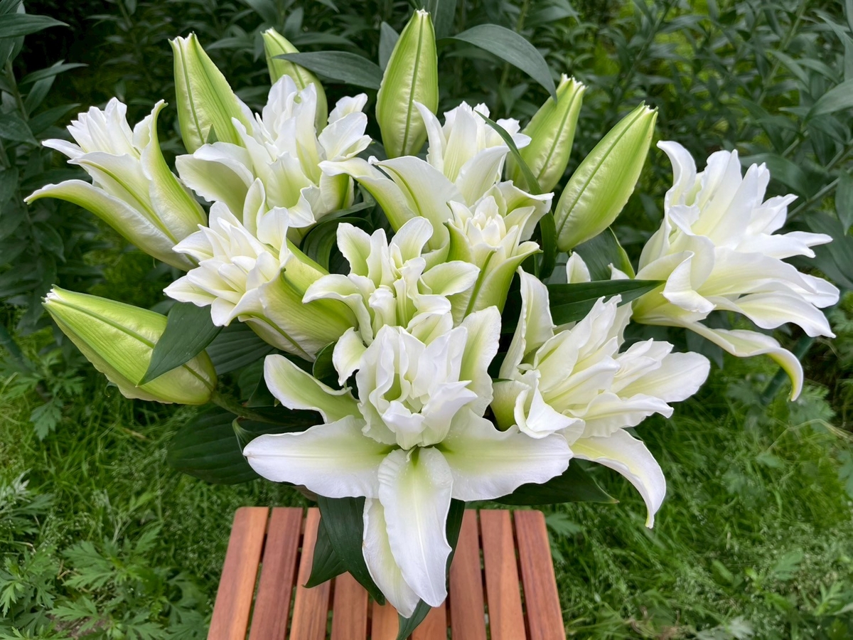 八重ユリ【アイシャ】15輪 | 百合の滝沢 オンライン