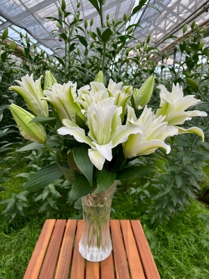 オリエンタル × 八重咲きユリ MIX6本|ユリギフト|百合の滝沢 | 百合の