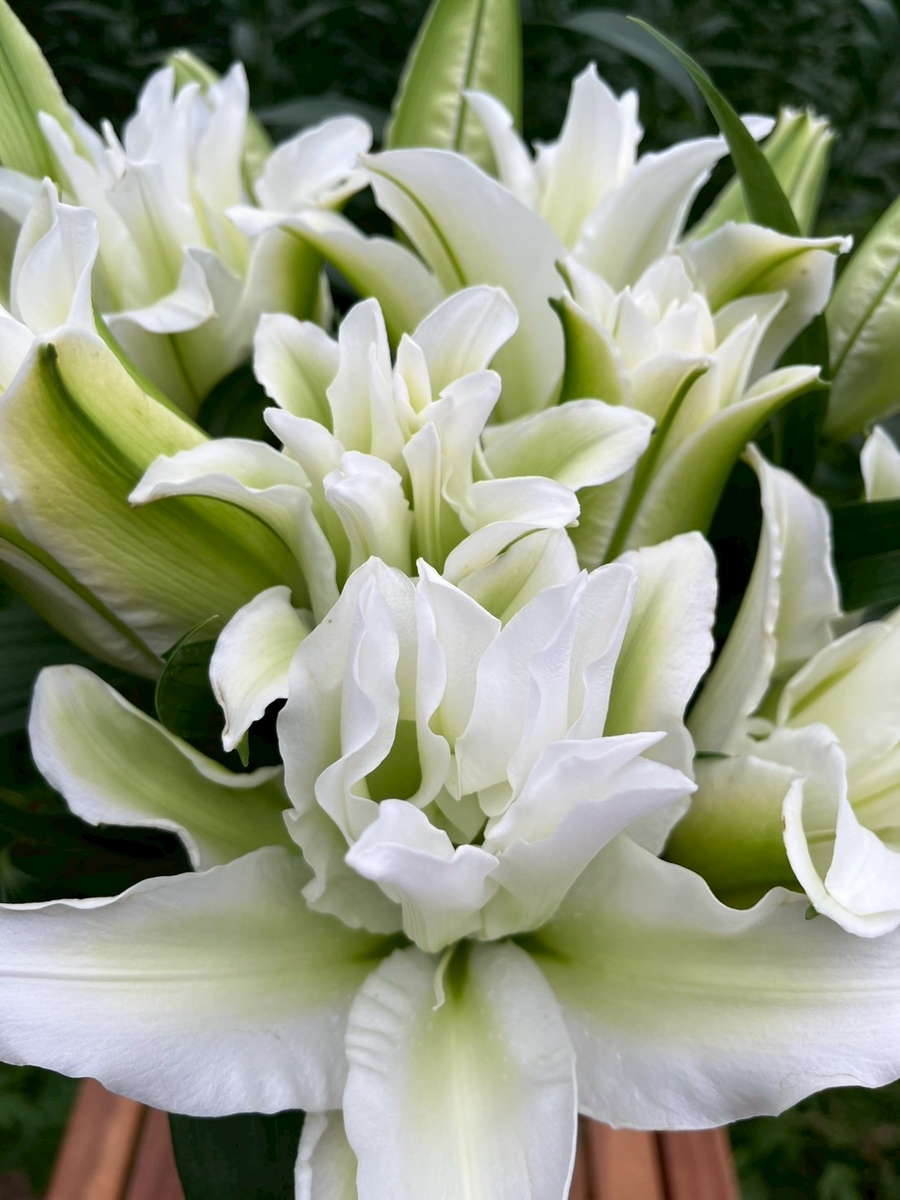 八重ユリ【アイシャ】15輪 | 百合の滝沢 オンライン