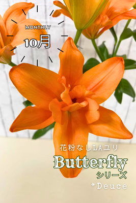 【10月＊おまかせ～Dank u！】花粉なし！希少品種のLAユリ　＊お届けは10月後半～11上旬まで