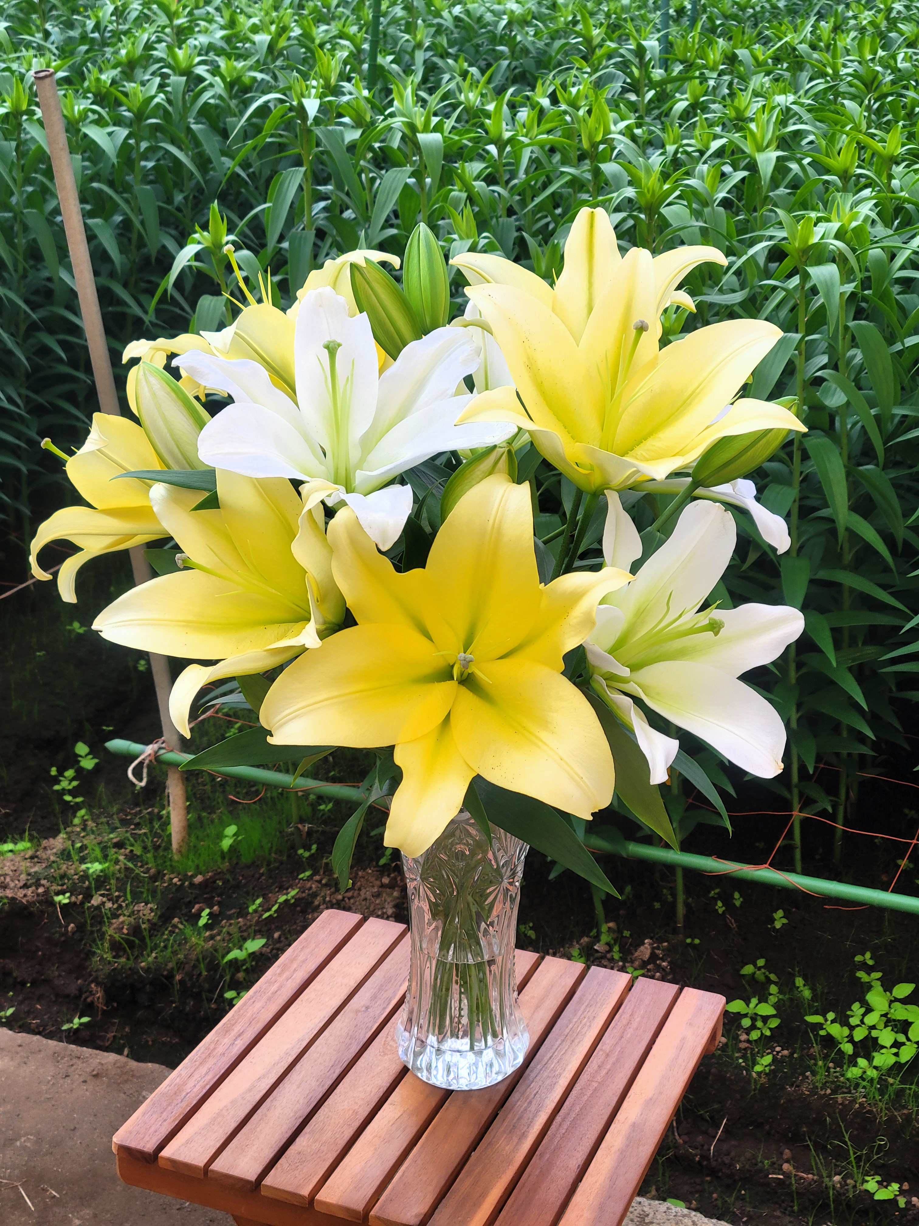 ホワイト＆イエロー 15輪 | 百合の滝沢 オンライン