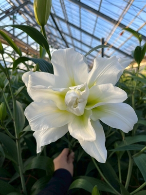 大輪・OT八重ユリ【ブリザード】15輪　＊1月26日頃までのお届けです！