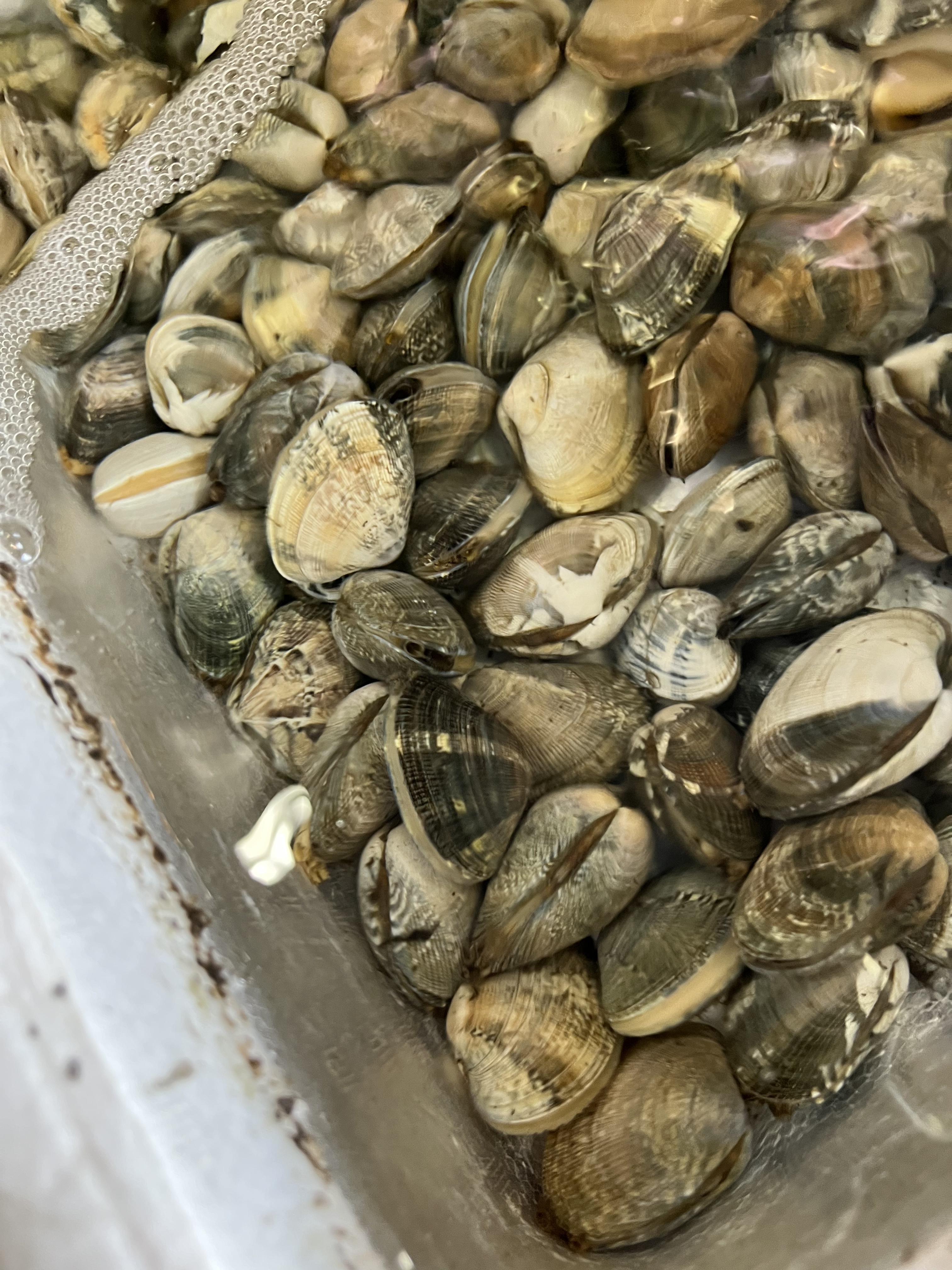 愛知・静岡産 特大アサリ | 海鮮市場マルモト