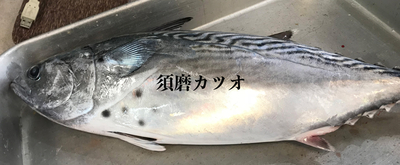 カツオ様 楽天市場】御中元 かつお 冷凍 刺身 ギフト 【 かつおさしみ 約