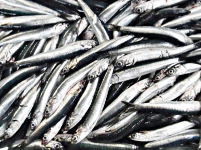 カタクチイワシ 相模湾のかたくちいわし－80℃ ”旬間凍結品” | 海鮮市場マルモト