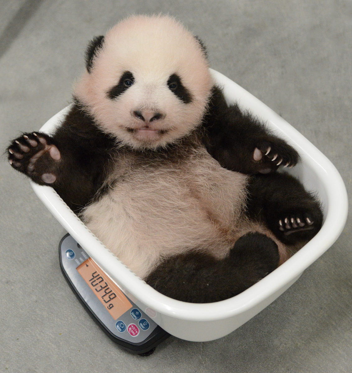 シャオシャオ&レイレイ　1歳　上野動物園ぬいぐるみ Amazon.co.jp: 上野動物園パンダ ぬいぐるみ シャオシャオ