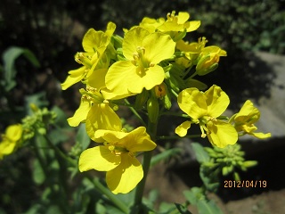 野沢菜漬 小 信州の漬物 美寿々屋本舗 野沢菜漬 小 信州の漬物 美寿々屋本舗