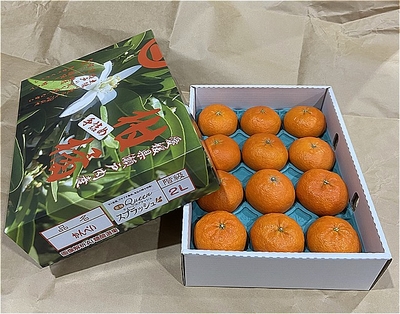 【2026年】甘平クィーンスプラッシュ 2Lサイズ　◆2箱セット