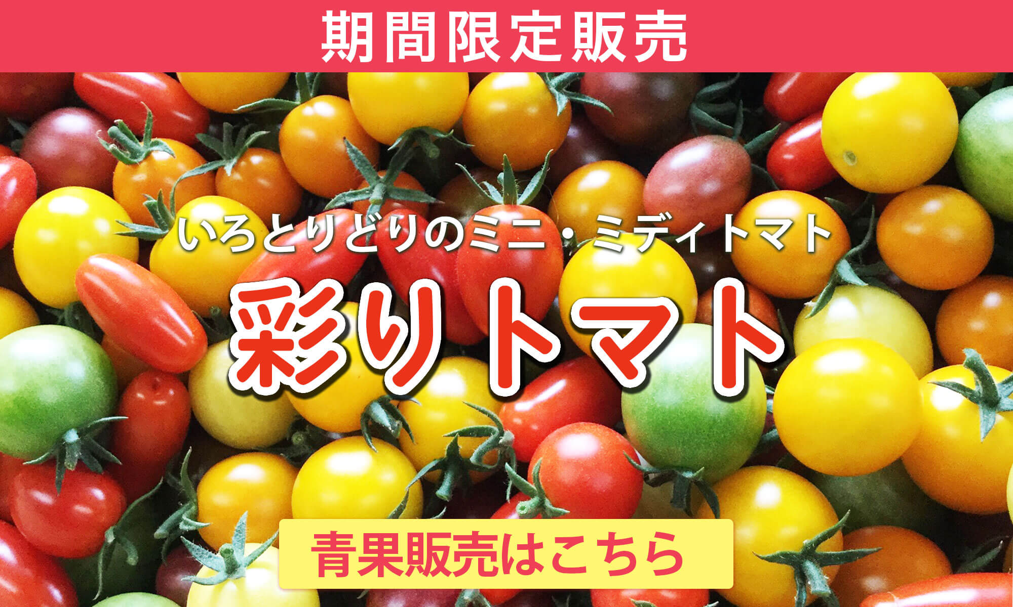 彩りトマト販売開始