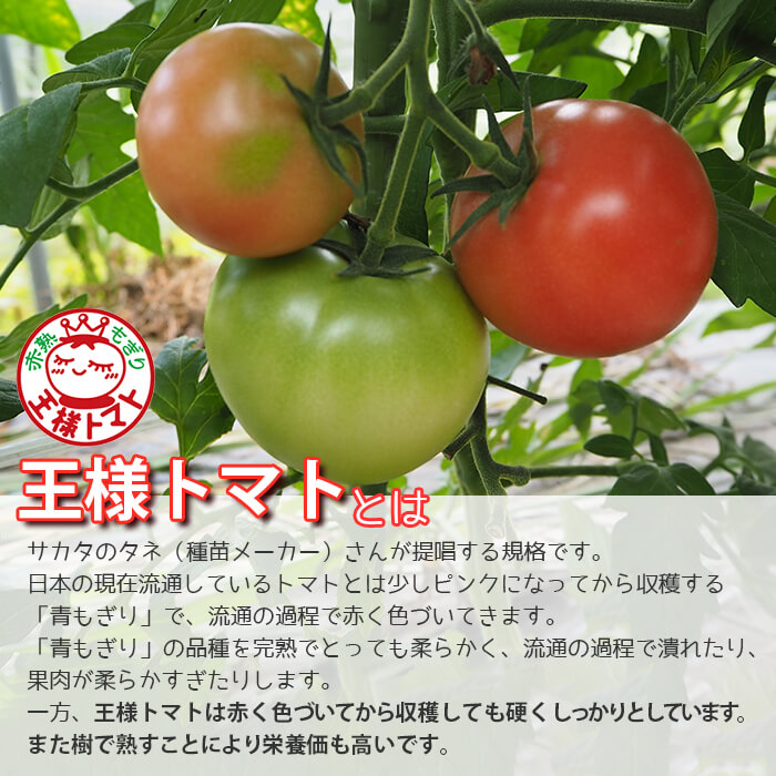 王様トマト【約2kg】飛騨高山産有機栽培トマト | 飛騨高山 山藏農園