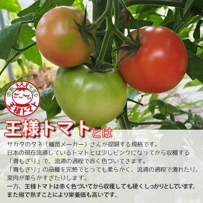 王様トマト【約2kg】飛騨高山産有機栽培トマト | 飛騨高山 山藏農園