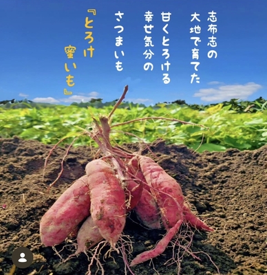 2024年　全国焼き芋選手権金賞受賞　鹿児島県産　池ちゃん家のおいも村　とろけ蜜いも　3㎏