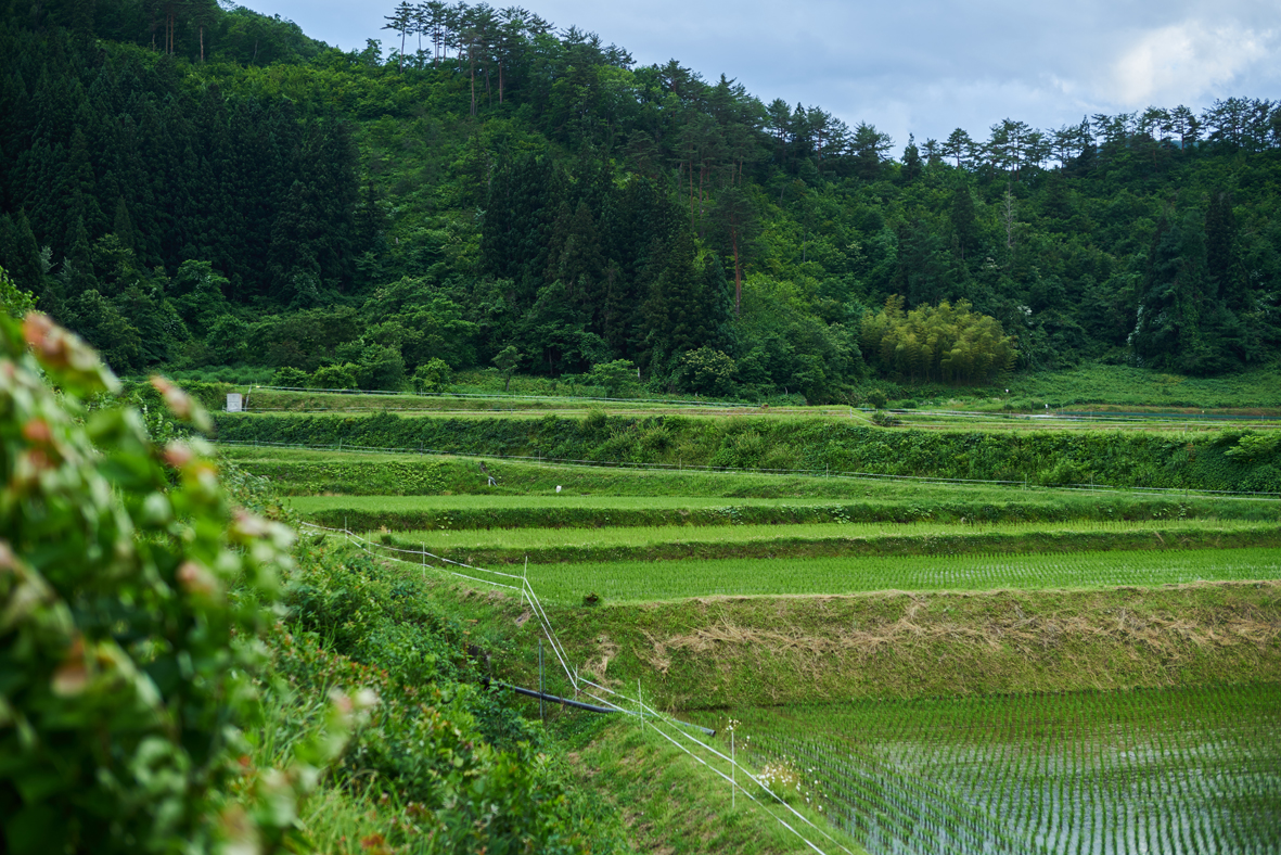 蔵人による自社田での稲作
