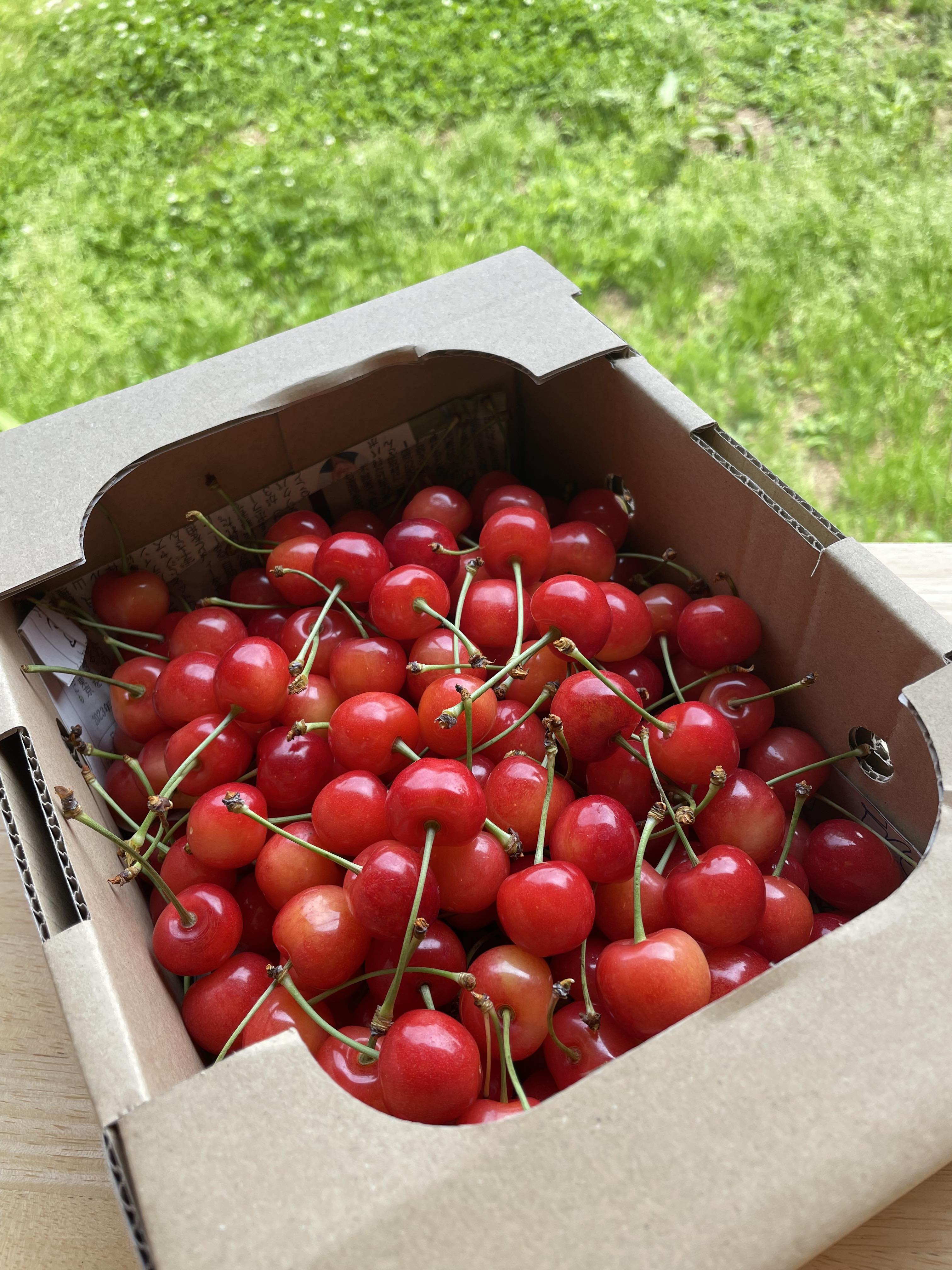 紅秀峰 箱入り1.1kg 無選果（訳あり・収穫そのまま） | 鈴木