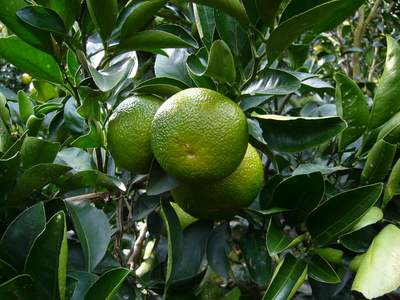 スイートスプリング　Ｌｻｲｽﾞ　5.5kg