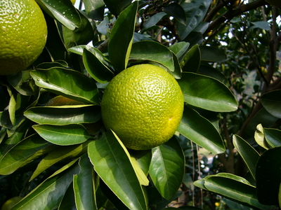 スイートスプリング　2Ｌｻｲｽﾞ　5.5kg