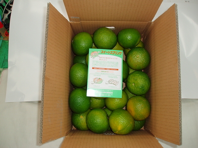 スイートスプリング　3Ｌｻｲｽﾞ　10kg