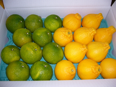 スイートスプリング+トップオレンジ詰合せ