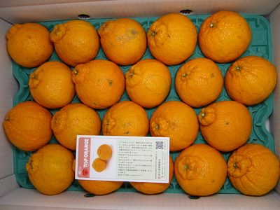 トップオレンジ（ﾊｳｽ）　2Ｌ