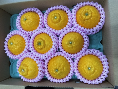 トップオレンジ（ﾊｳｽ）　2Ｌ　9玉