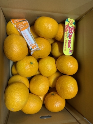 紅甘夏　優Ｌ　10kg