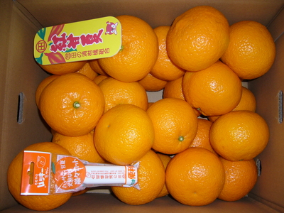 紅甘夏　優２Ｌ　10kg