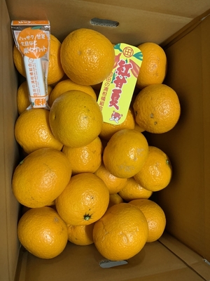 紅甘夏　優Ｍ　10kg