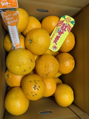 紅甘夏　〇Ｌ　10kg　家庭用