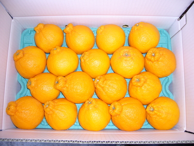 ﾄｯﾌﾟｵﾚﾝｼﾞ優　18玉