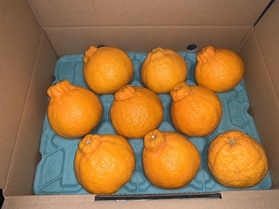 ﾄｯﾌﾟｵﾚﾝｼﾞ優　9玉