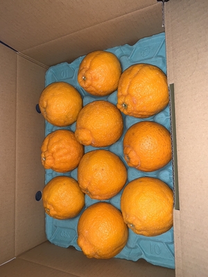 ﾄｯﾌﾟｵﾚﾝｼﾞ優　10玉