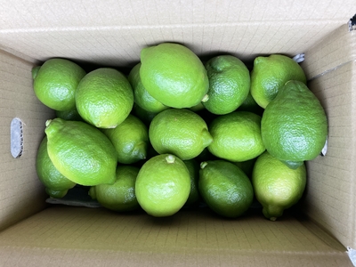 グリーンレモン秀品　約3kg