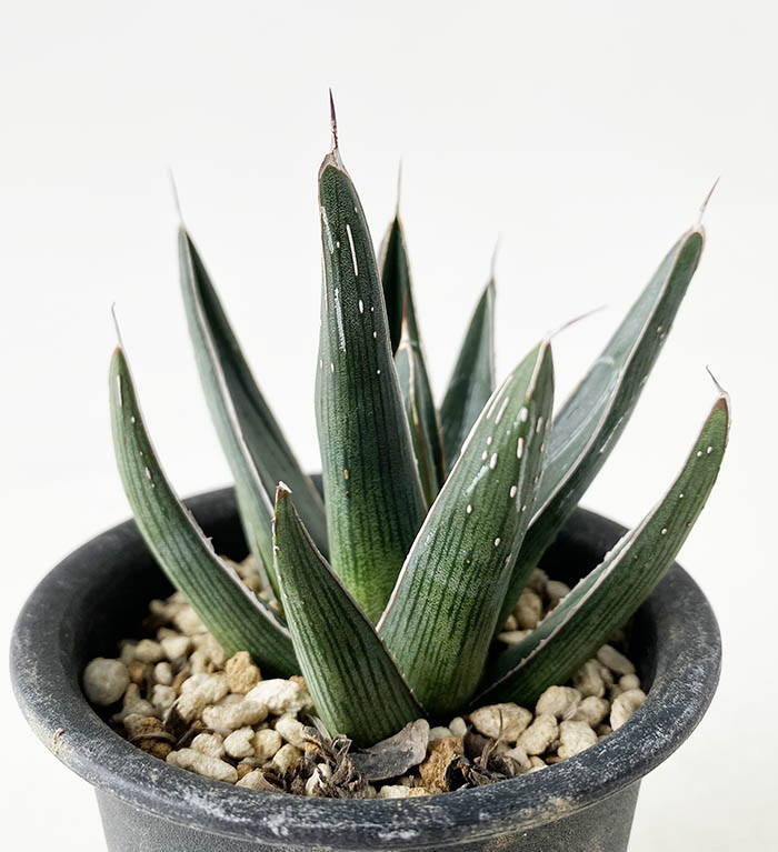 希少・流通無し】アガベ ピンティラ ピンチラ② 注文 アガベ ピンチラ