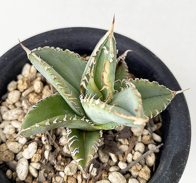 マンガベ　フォクシーレディ　ハイブリッド　アガベ いいよなぁー✨️ マンガベは😊 フォクシーレディ #マンガベ #マンガベ