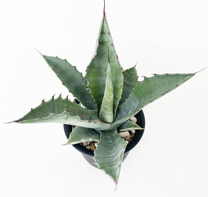 アガベ　サルミアナ　クラッシスピナ アガベ サルミアナ クラッシスピナ 巨大苗 2名以上で徳島市近郊