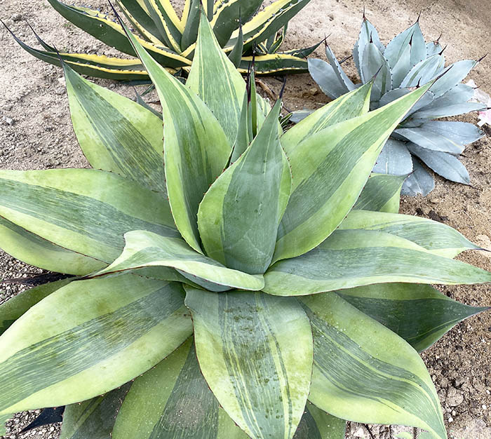 専用 アガベ オバティフォリア キラー 9号鉢植え アガベ オバティ